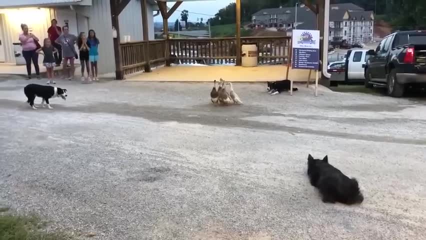 Video